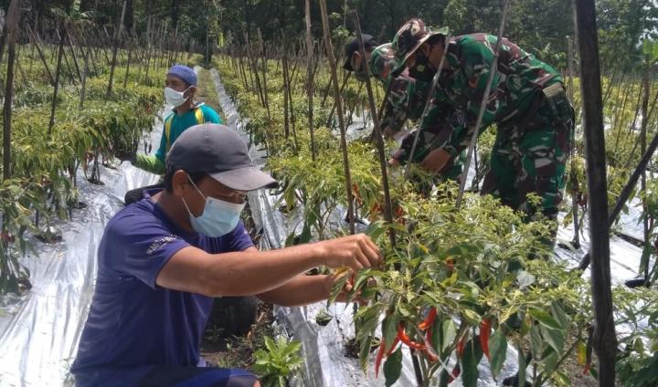 Bersama Panen Cabai Hasil Organik Dilokasi Sasaran TMMD 110 Bojonegoro